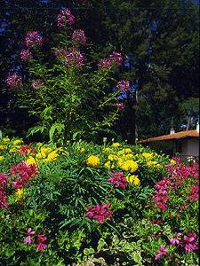 hossegor gardens