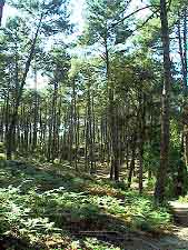 Messanges dans les Landes, France