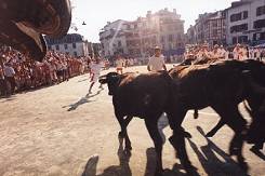 course de vaches in Bayonne