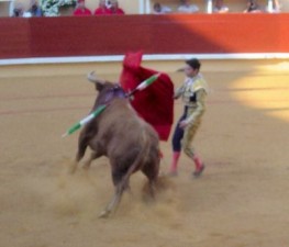 bullfighting in dax