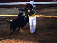 Course Landaise in the Landes