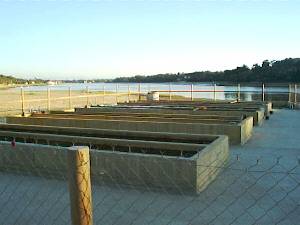Hossegor Lake Oysters cleaning beds