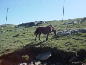 un pottock, petit cheval basque