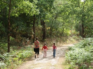 Moliets chemin forestier