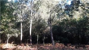Land to build on in <br>Capbreton