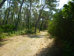 foret de Chiberta Anglet