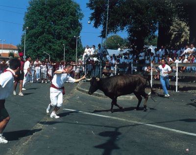 Course de vaches/&copy Ph Laplace/CDT64