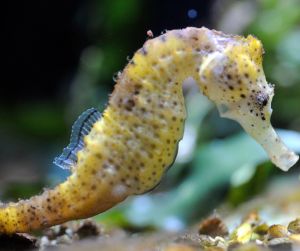 Hippocampe Museum of the Sea Biarritz/&copy CDTA