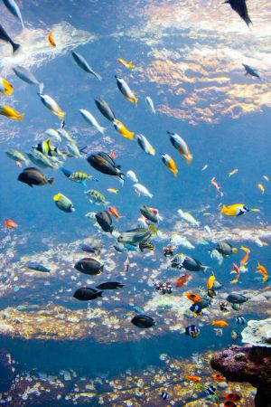 Aquarium