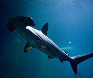 Requin Museum of the Sea Biarritz/&copy CDTA
