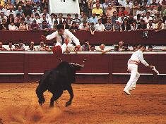 Course Landaise landes sud ouest (Photographie Jean Philippe Plantey)