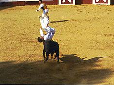 Course Landaise landes sud ouest (Photographie Jean Philippe Plantey)