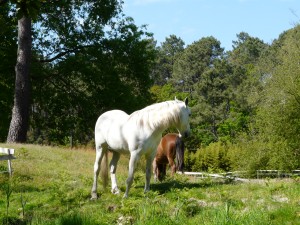 descente en canoe sur une rivi&egrave;re des landes