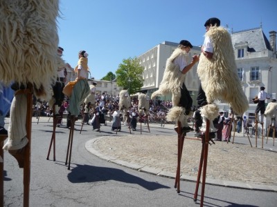 Echassiers dans les Landes