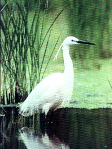 Reserve Naturelle du Marais d'Orx, Labenne