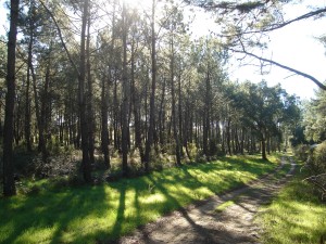 Labenne Photo