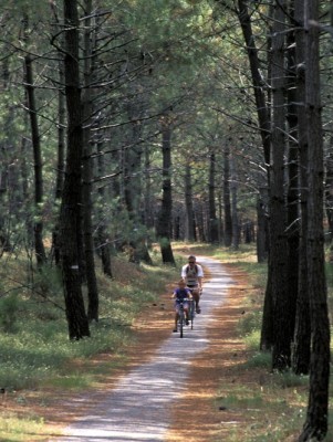 Pine forest messanges/&copy CRTA