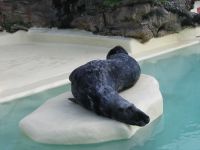 Seal Museum of the Sea Biarritz/&copy CDTA
