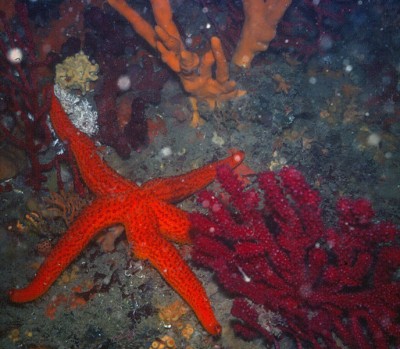 scuba diving basque coast and landes
