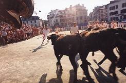 course de vaches à Bayonne