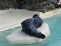 Seal Museum of the Sea Biarritz/© CDTA