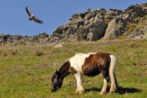 pottock, small basque horse on the Rhune mountain/©/CG64-JM